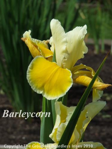 spuria Barleycorn 